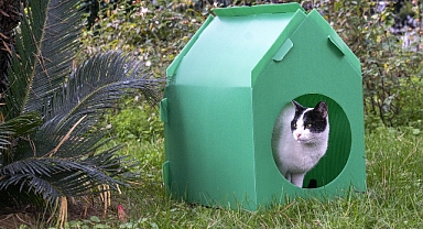 Başkan Tugay söz verdi, kediler sıcak yuvalarına kavuştu