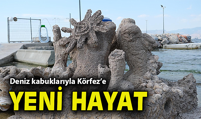 Deniz kabuklarıyla Körfez'e yeni hayat