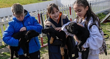 İzmir'de 2 bin 300 patili yuva bekliyor!