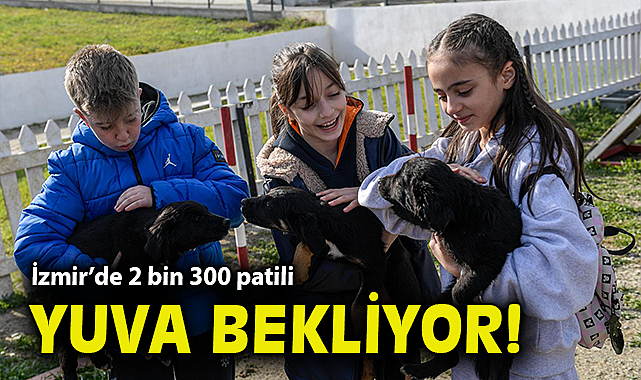 İzmir'de 2 bin 300 patili yuva bekliyor!