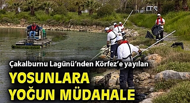 Çakalburnu Lagünü'nden Körfez'e yayılan yosunlara yoğun müdahale