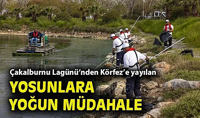 Çakalburnu Lagünü'nden Körfez'e yayılan yosunlara yoğun müdahale