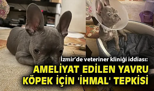 İzmir'de veteriner kliniği iddiası: Ameliyat edilen yavru köpek için 'ihmal' tepkisi