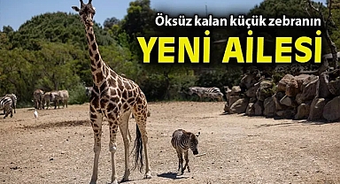Öksüz kalan küçük zebranın yeni ailesi