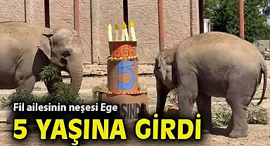 Fil ailesinin neşesi Ege 5 yaşına girdi