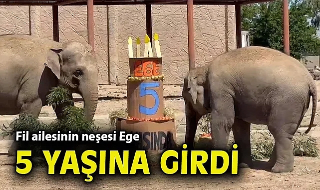 Fil ailesinin neşesi Ege 5 yaşına girdi