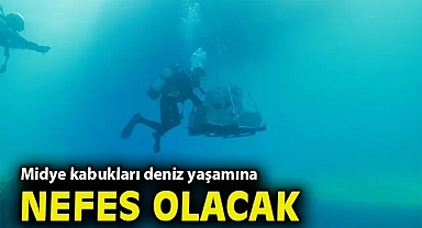 Midye kabukları deniz yaşamına nefes olacak