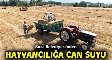 Buca Belediyesi'nden hayvancılığa can suyu
