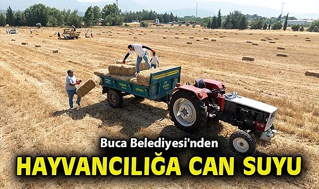 Buca Belediyesi'nden hayvancılığa can suyu