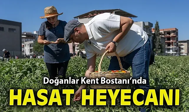 Doğanlar Kent Bostanı’nda hasat heyecanı