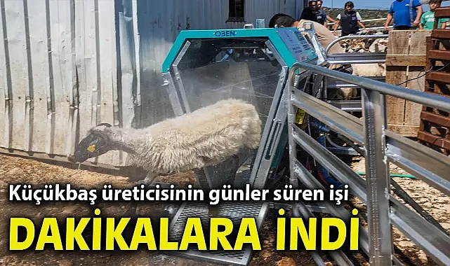 Küçükbaş üreticisinin günler süren işi dakikalara indi